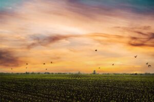 Wide angle view at young corn fields spring time somewhere in Ukraine