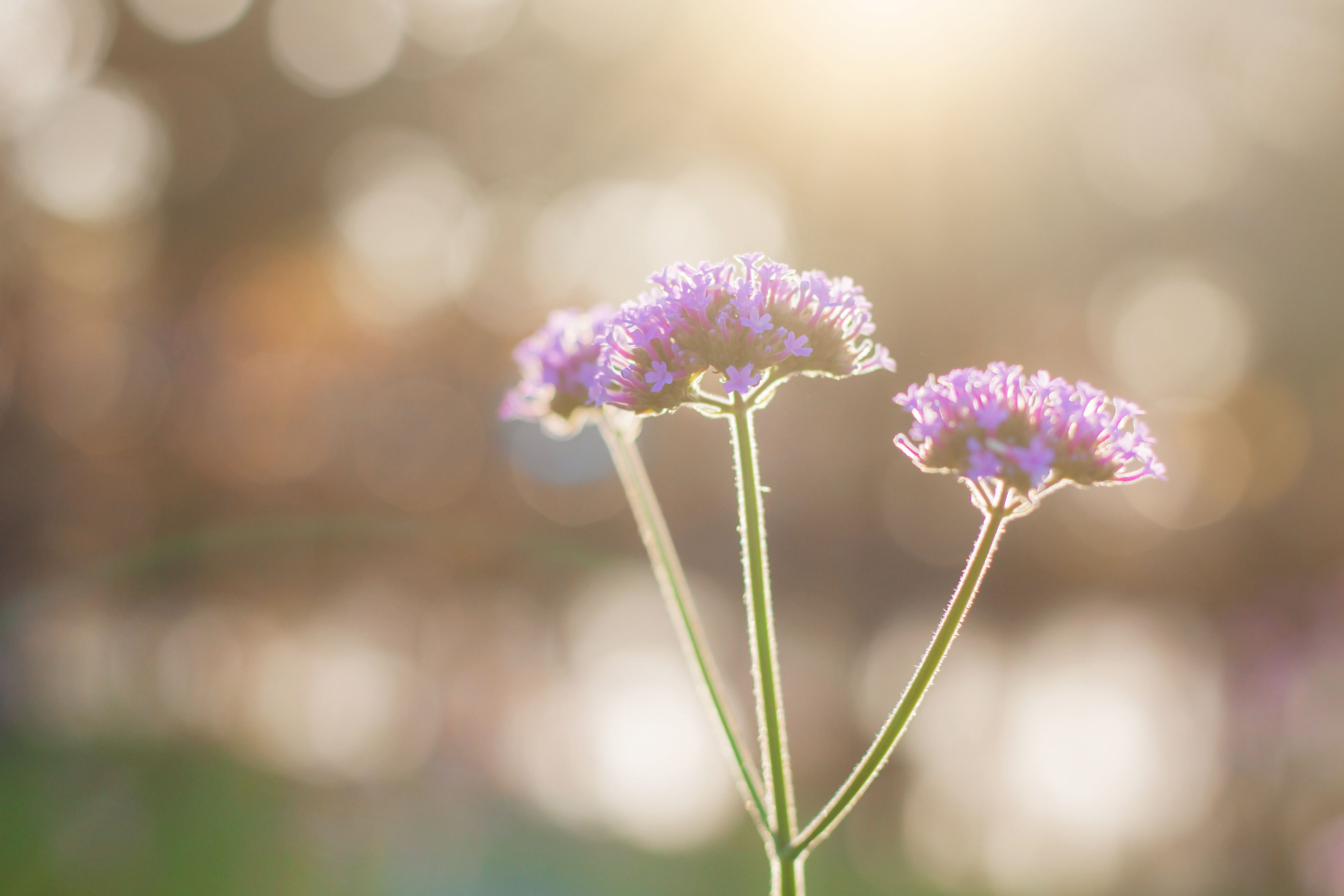 Purple flowers at morning