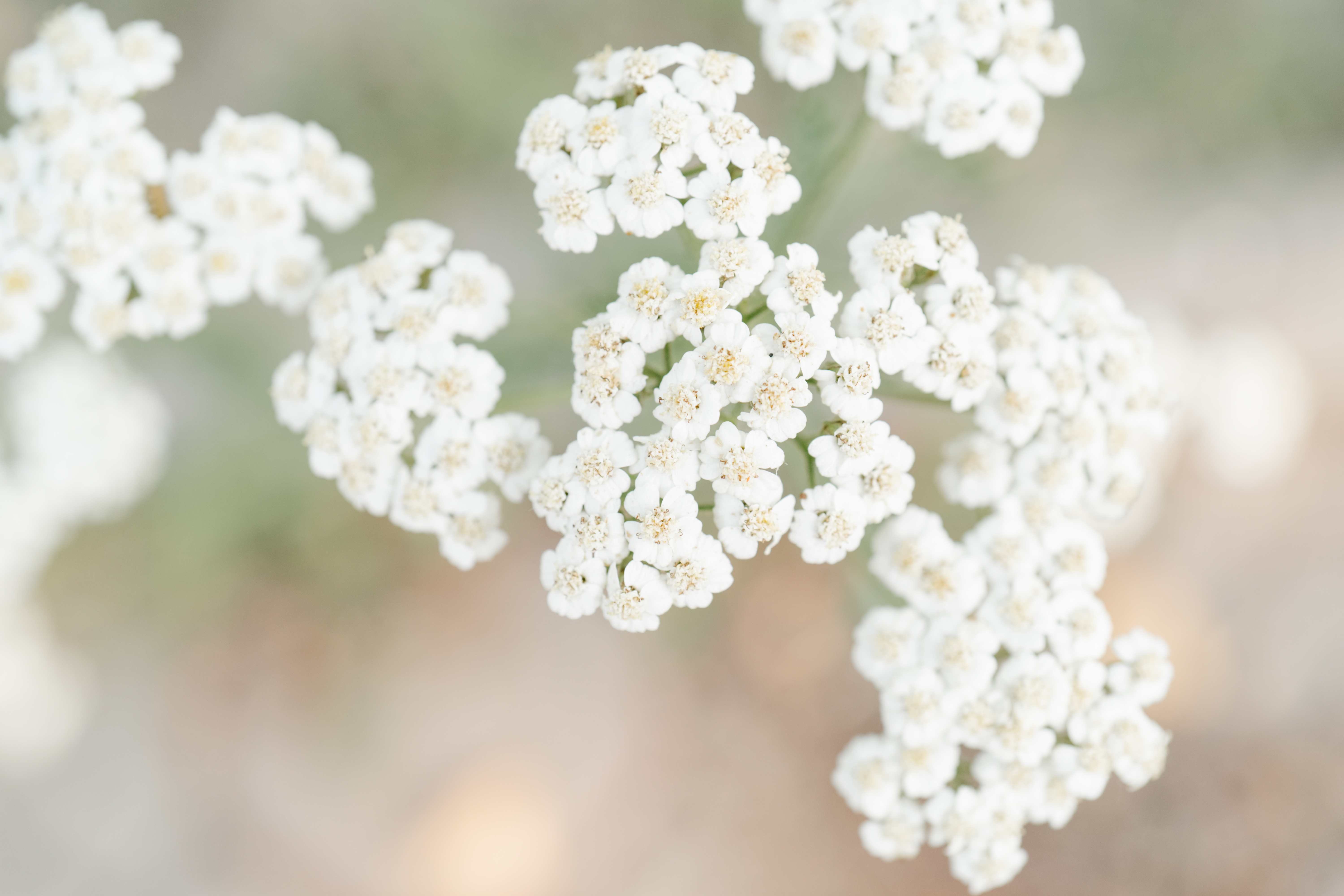 Light and light background of the flowering Achillea setacea.