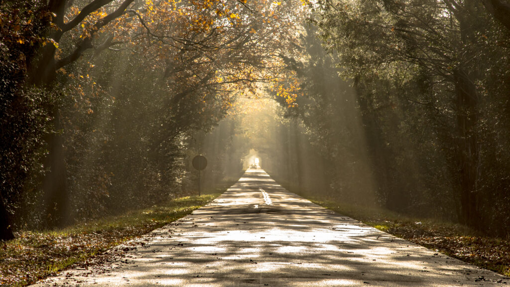 Sun harps on misty morning road