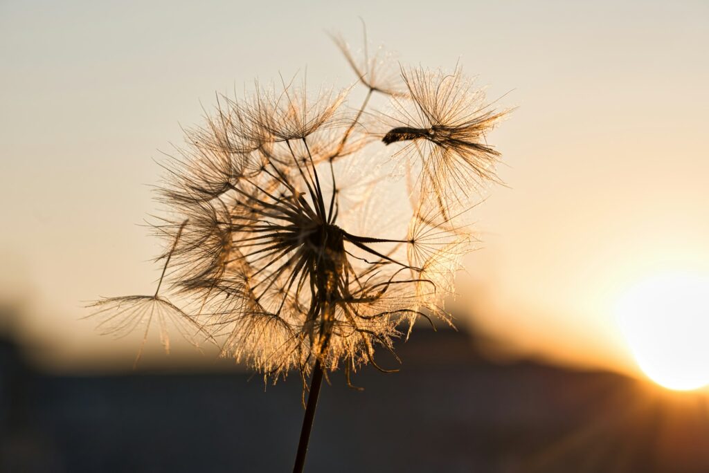 dandelion at sunset . Freedom to Wish. Dandelion silhouette fluffy flower on sunset sky