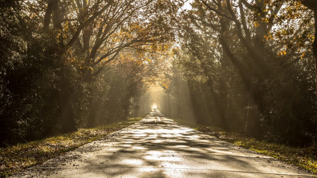 Sun harps on misty morning road