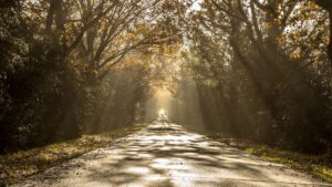 Sun harps on misty morning road