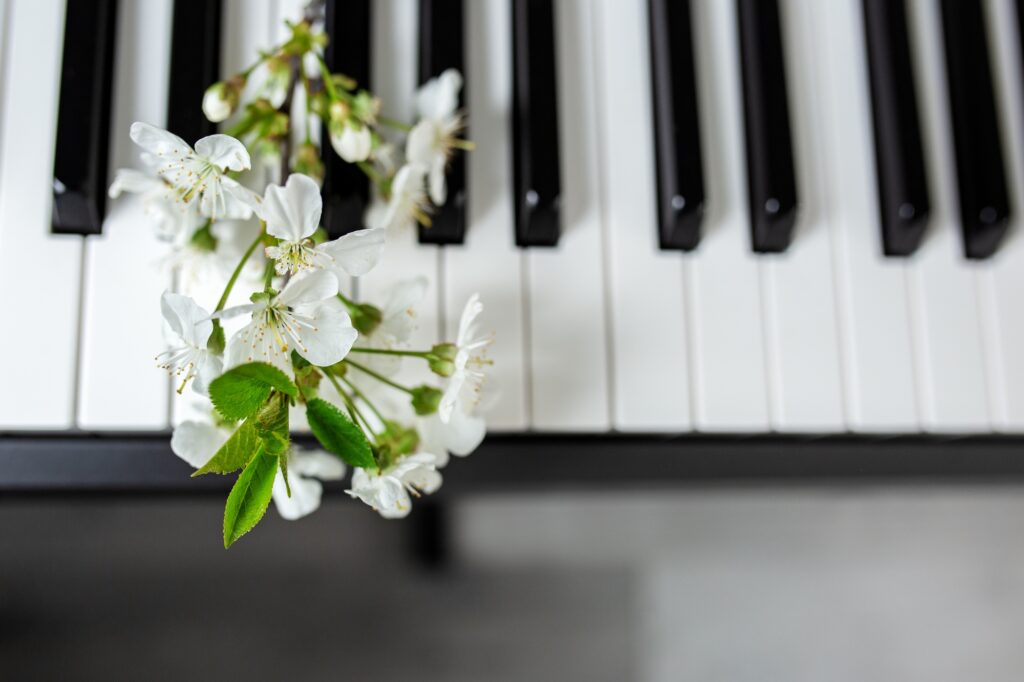 White bloom on piano keys. Beauty of music and nature. Beautiful background. Music concept.