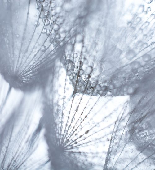 Beautiful dew drops on a dandelion seed macro.