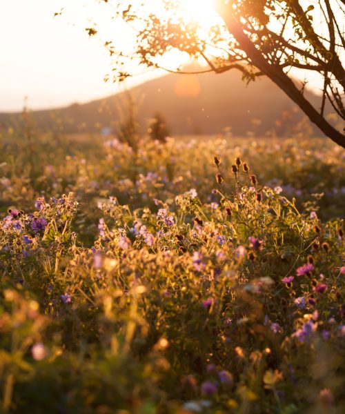 Flower field in sunset