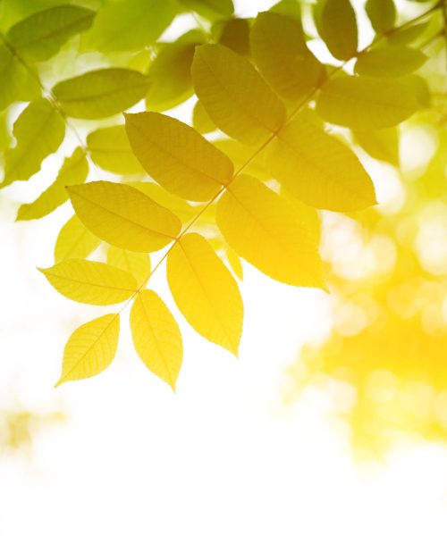 green leaves with sun