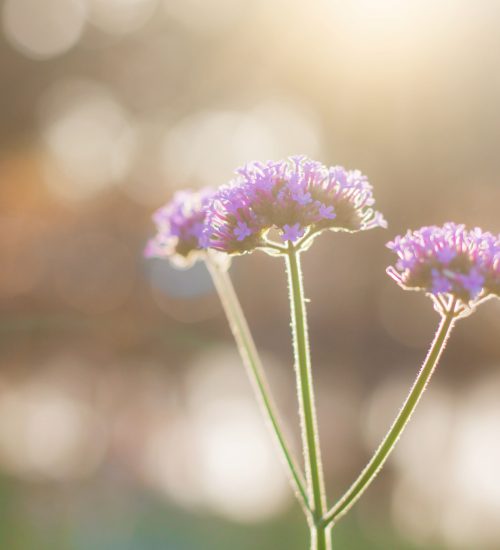 Purple flowers at morning