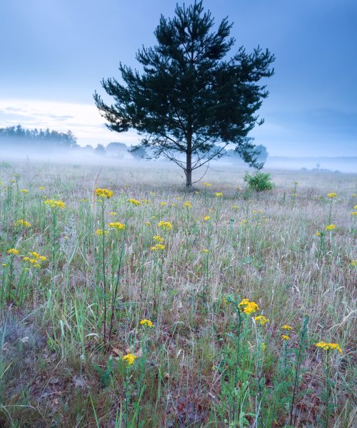 yellow flowers on hill during misty morning